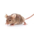 Rat and Mice Control