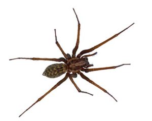 Spider Control - House Spiders