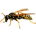 Wasp/Yellow Jacket Control