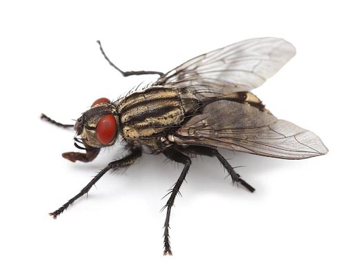 Preventing House Flies In Spring Vextech Pest Management,Veiled Chameleons