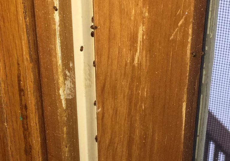 What is this Bug? Cigarette Beetles VexTech Pest Management